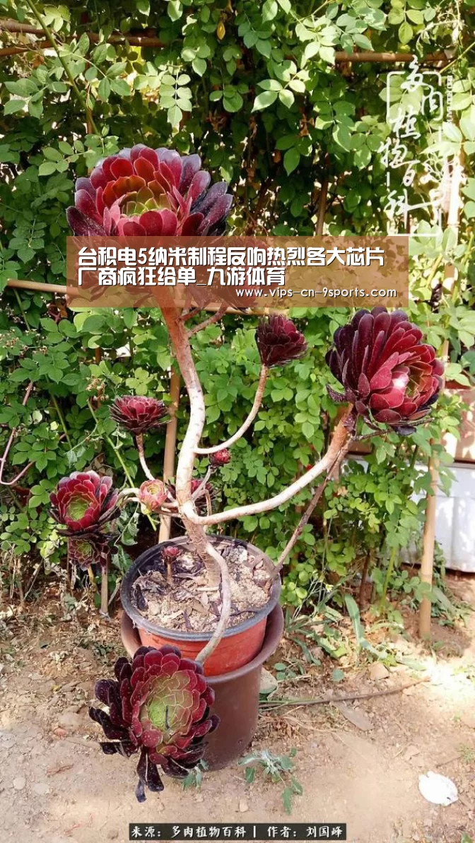 九游体育
